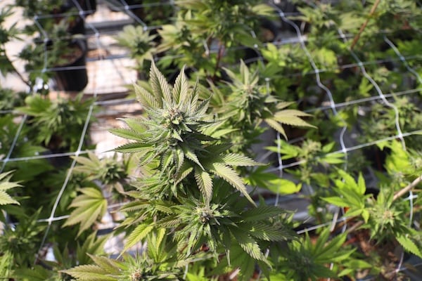 Screen of green (ScrOG) cannabis setup