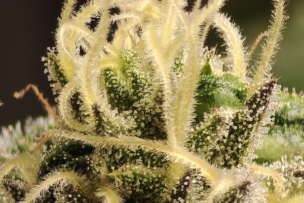 Close up of of a female cannabis bud