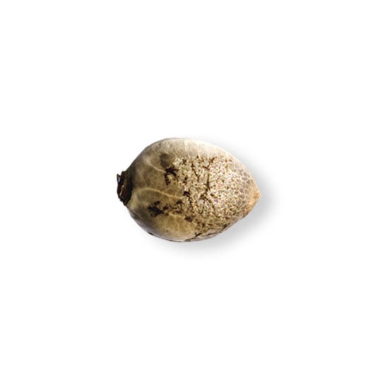 shop-your-choice-weed-seeds-Banana-Pudding-Seeds