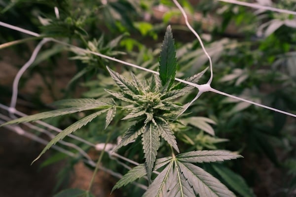 Cannabis with ScrOG setup