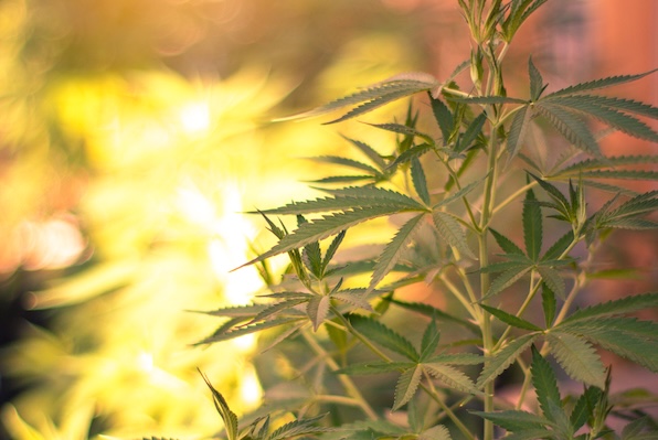 light shining on green cannabis plant