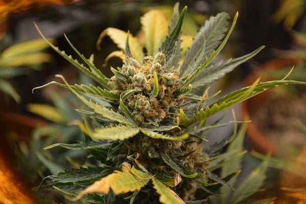 A vibrant autoflowering cannabis plant