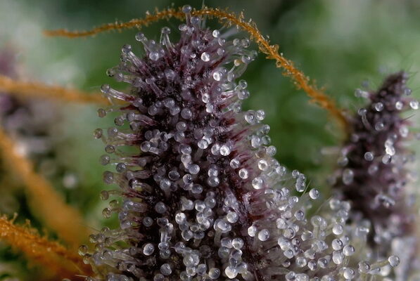 Detailed shot of cannabis trichomes