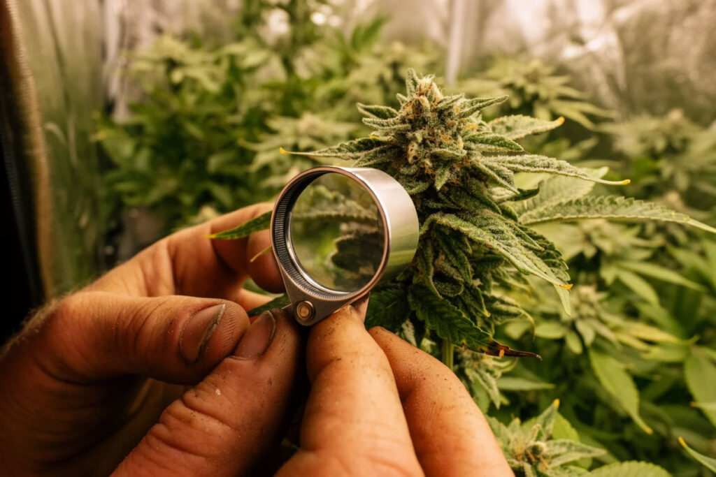 looking-at-trichomes-with-loupe