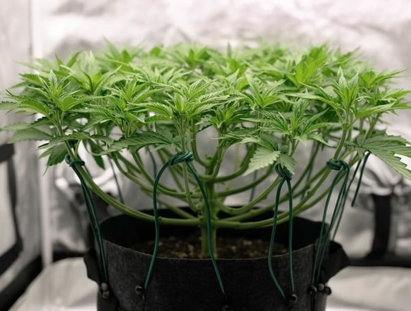 low stress training a cannabis plant