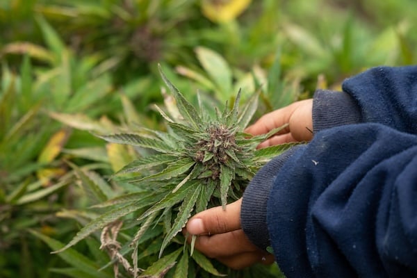 A set of hands grazing the edges of a cannabis plant