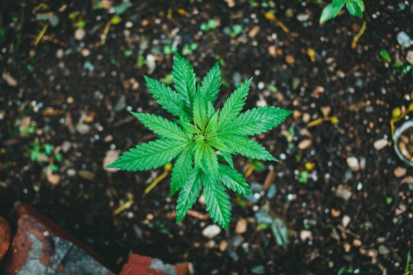 Well-nourished cannabis plant