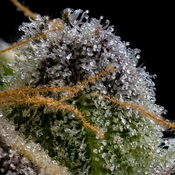 high-resolution image of cannabis trichomes