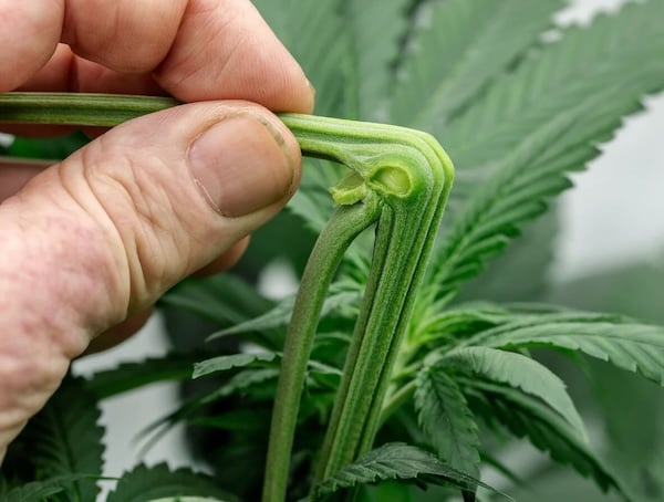 hand bending a cannabis stem