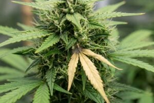 A cannabis plant displaying early signs of bud rot.