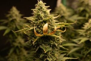A cannabis plant with a wilted, yellow leaf.