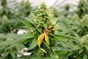 A cannabis plant with a wilted, yellowing leaf