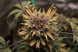 Mid-stage bud rot