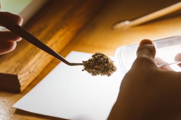 A hand holding with tweezers holding a dried cannabis bud