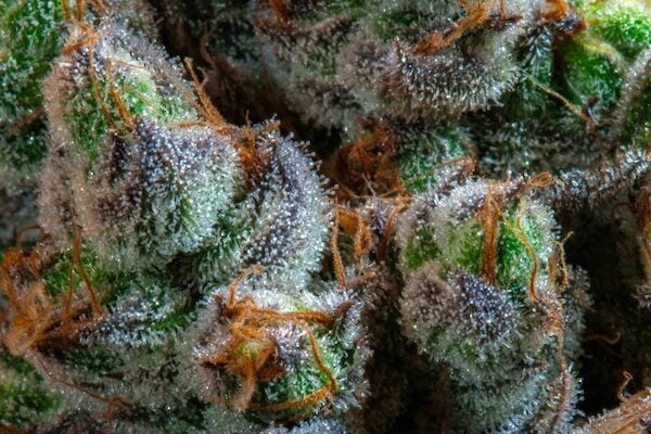 high-resolution image of cannabis trichomes