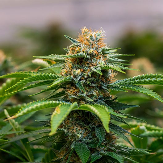 buy-premium-feminized-cannabis-Captain-Jack-Seeds