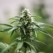 buy-premium-feminized-cannabis-Fat-Banana