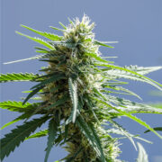 buy-premium-feminized-cannabis-Gorilla-Glue-#4-Seeds