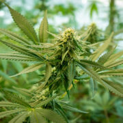 buy-premium-feminized-cannabis-Sweet-Dreams