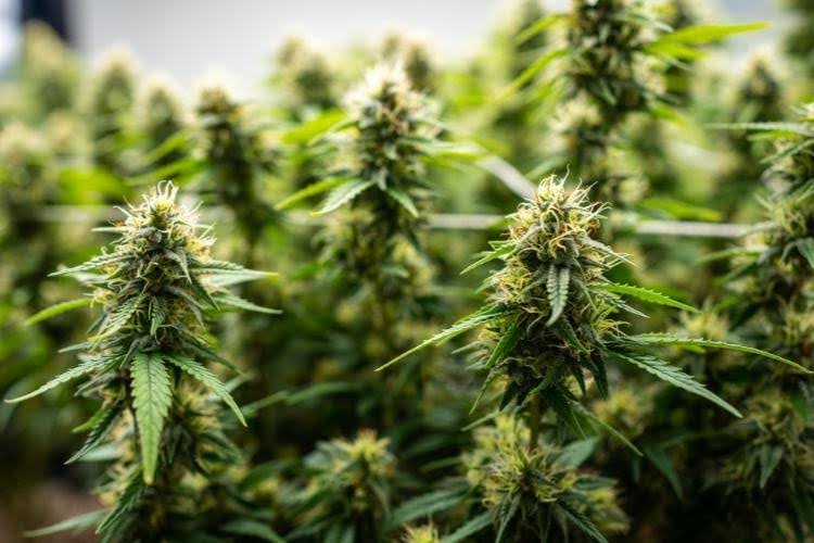 Cannabis plants studied by botanists.