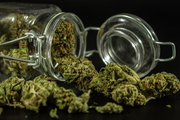 dried cannabis spilling out of mason jars