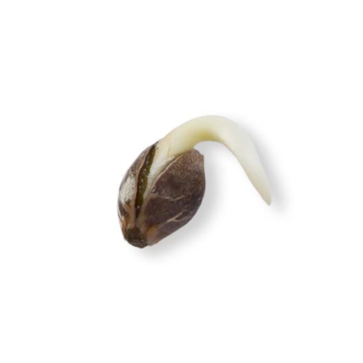 shop-your-choice-weed-seeds-Captain-Jack-Seeds