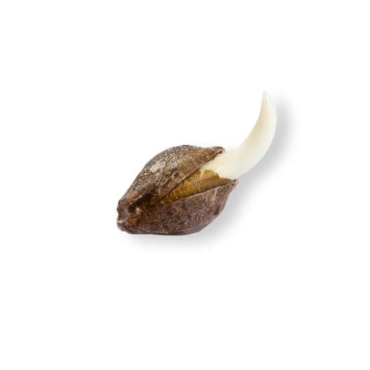 shop-your-choice-weed-seeds-Fat-Banana