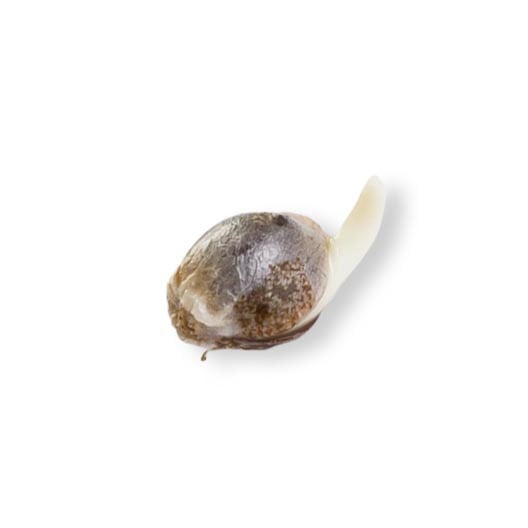 shop-your-choice-weed-seeds-Gorilla-Glue-#4-Seeds