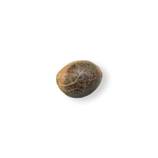 shop-your-choice-weed-seeds-Sweet-Dreams
