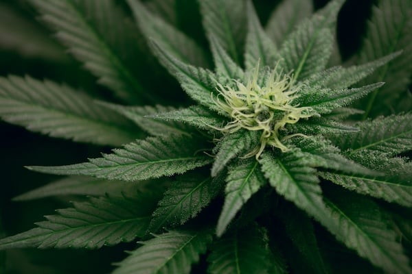 Best VPD for Flowering Flowering cannabis