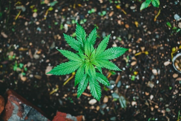 VPD for cannabis A thriving green cannabis plant in soil