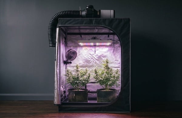 VPD in a grow tent A dark room with a grow tent lit from within, containing two small cannabis plants