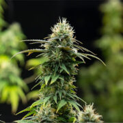 buy-premium-feminized-cannabis-Orange-Bud