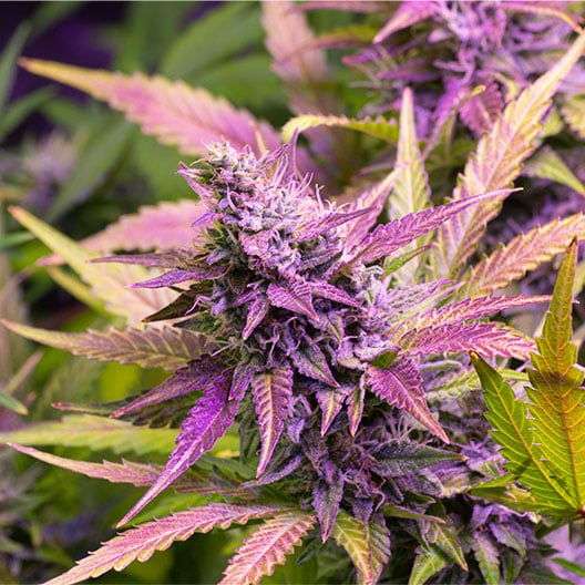 buy-premium-feminized-cannabis-Purple-Bud