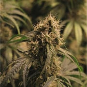 buy-premium-feminized-cannabis-The-Black