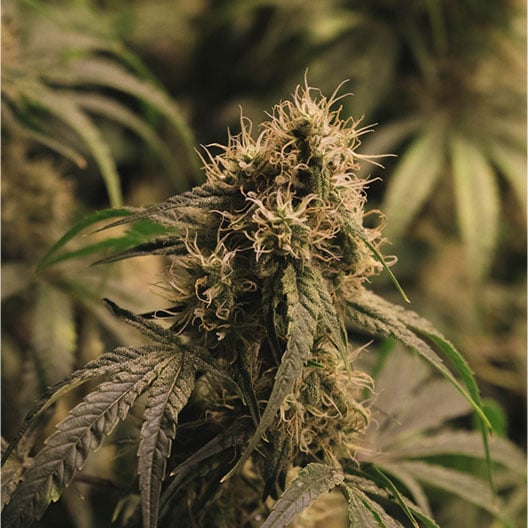 buy-premium-feminized-cannabis-The-Black