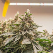 buy-premium-feminized-cannabis-The-Truth