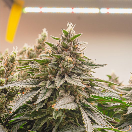 buy-premium-feminized-cannabis-The-Truth